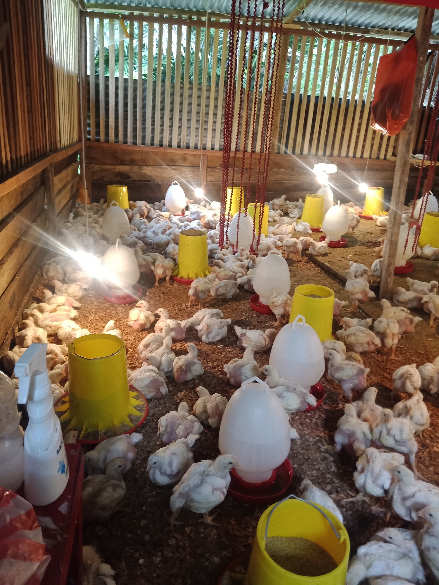 GPI Papua Karmel Sorong Produksi Ayam Daging